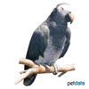 Psittacus timneh Timneh Parrot