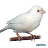 Serinus canaria var. domesticus Domestic Canary White ♀