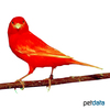 Serinus canaria var. domesticus Domestic Canary Dark Red ♂