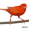 Serinus canaria var. domesticus Domestic Canary Dark Red ♀