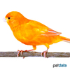 Serinus canaria var. domesticus Domestic Canary Orange ♀