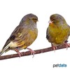 Serinus canaria var. domesticus Domestic Canary Gloster Consort ♂
