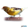 Serinus canaria var. domesticus Domestic Canary Pied ♀