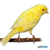 Serinus canaria var. domesticus Domestic Canary Yellow ♀