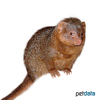 Helogale parvula Common Dwarf Mongoose
