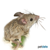 Calomyscus bailwardi mystax Mouselike Hamster