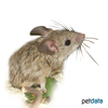 Calomyscus mystax Mouselike Hamster
