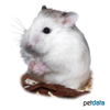 Phodopus roborovskii Desert Hamster-White face
