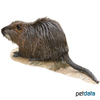 Myocastor coypus f. dom. Coypu