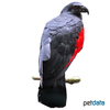 Psittrichas fulgidus Pesquet's Parrot