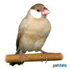 Padda oryzivora Java Sparrow Cinnamon