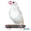 Padda oryzivora Java Sparrow White