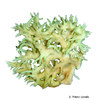Acropora suharsonoi Staghorn Coral (SPS)