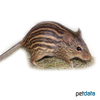 Lemniscomys striatus Typical Striped Grass Mouse