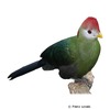 Tauraco erythrolophus Red-crested Turaco