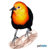 Ploceus nigricollis Black-necked Weaver