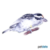 Ploceus nigricollis ♀ Black-necked Weaver ♀