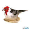 Paroaria dominicana Red-cowled Cardinal