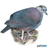 Geotrygon versicolor Crested Quail-Dove