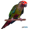Pyrrhura roseifrons Red-crowned Parakeet