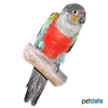 Pyrrhura perlata Crimson-bellied Parakeet