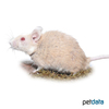 Mastomys natalensis Natal Multimammate Mouse