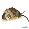 Meriones unguiculatus Mixed Gerbil