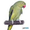 Psittacula krameri Rose-ringed Parakeet Olive