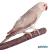 Psittacula krameri Rose-ringed Parakeet Grey