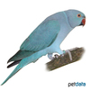 Psittacula krameri 'Blue' Rose-ringed Parakeet Blue