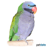 Psittacula derbiana ♂ Lord Derby's Parakeet ♂
