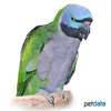 Psittacula derbiana Lord Derby's Parakeet ♀