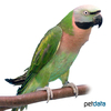 Psittacula alexandri Red-breasted Parakeet
