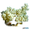 Litophyton sp. Tree Coral