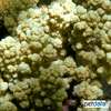 Litophyton chabrolii Broccoli Coral