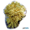 Litophyton arboreum Broccoli Coral