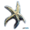 Marthasterias glacialis Spiny Starfish