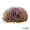 Lytechinus variegatus Green Sea Urchin