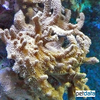 Lobophytum sp. Finger Leather Corals