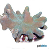 Lobophytum sp. 'Green' Finger Leather Corals