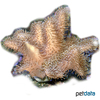 Lobophytum sp. 'Brown' Finger Leather Corals