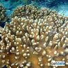 Lobophytum salvati Devil's Hand Coral