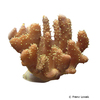Lobophytum compactum Compact Finger Coral