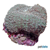 Lobophyllia hemprichii Largebrain Root Coral (LPS)
