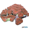 Lobophyllia hemprichii 'Red' Largebrain Root Coral (LPS)