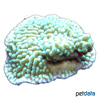Montipora verrucosa Rice Coral (SPS)