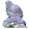 Montipora turgescens Montipora Coral (SPS)