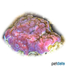 Montipora tuberculosa 'Red' Micropora Coral (SPS)