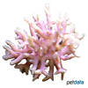 Montipora stellata Velvet Branch Coral (SPS)