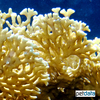 Millepora dichotoma Net Fire Coral